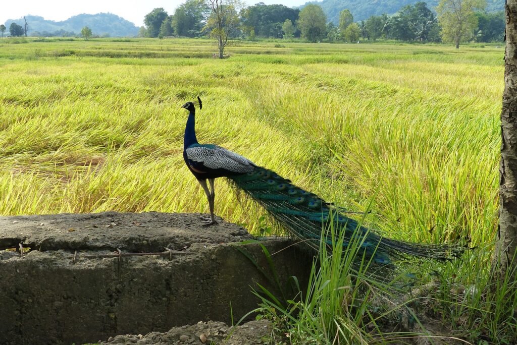 Book Sri Lanka Holidays